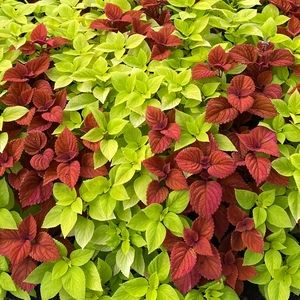 Meet your Posher, Pat